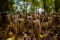 Buddha statues in the forest. Thailand Royalty Free Stock Photo