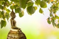 Buddha under Bodhi Leaf on nature background. Sacred Tree for Bu Royalty Free Stock Photo