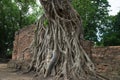 Buddhahead in the temple complex Wat Maha That Royalty Free Stock Photo