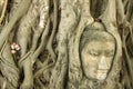 buddhas head banyan tree roots ayuthaya thailand