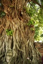buddhas head banyan tree ayuthaya thailand Royalty Free Stock Photo