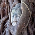 Buddhas Head in Tree Roots, Thailand Royalty Free Stock Photo