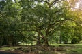 Buddhist Bodhi tree Ficus religiosa. Sri Lanka.