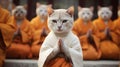Buddhist cat, animal worship, funny illustration of a cat with folded paws.