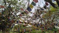 Buddhist Flags in Lumbini, Nepal, World Heritage Site; Birth Place of Buddha Royalty Free Stock Photo