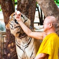 Buddhist monk feeding with milk a Bengal tiger in Thailand