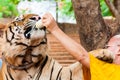 Buddhist monk feeding with milk a Bengal tiger in Thailand