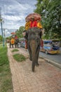 Buddhist monks on an elephant Royalty Free Stock Photo