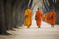 buddhist monks in orange robes walking in a row