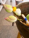 Buddhist Putting Lotuses and Incense Sticks to Buddha Royalty Free Stock Photo