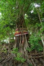 Buddhist Sacred Tree Royalty Free Stock Photo