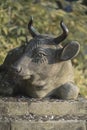 Buddhist stone statue of a bull lying with coins placed as an of Royalty Free Stock Photo