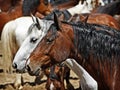 Buddies in the Herd