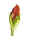 Budding Amaryllis over white Royalty Free Stock Photo