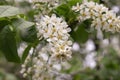 A budding apple tree branch. Trees bloom in the spring. White flowers on a branch close-up. Royalty Free Stock Photo