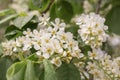 A budding apple tree branch. Trees bloom in the spring. White flowers on a branch close-up. Royalty Free Stock Photo