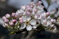 Budding apple tree flowers on a spring afternoon. Royalty Free Stock Photo