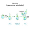 Budding. asexual reproduction of yeast cell Royalty Free Stock Photo