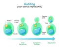 Budding. asexual reproduction of yeast cell