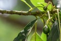 Budding avocado tree, baby fruit on tree,