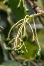 Budding avocado tree, baby fruit on tree, fruit set avocado tree