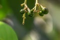 Budding avocado tree, baby fruit on tree, fruit set avocado tree, green leave