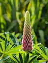 Budding Backlit Lupine