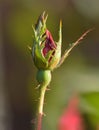 The budding of a beautiful rose Royalty Free Stock Photo