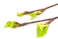 Budding birch leaves Royalty Free Stock Photo