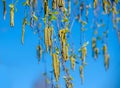 Budding birch leaves in the early spring Royalty Free Stock Photo