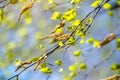 Budding birch leaves  in the early spring Royalty Free Stock Photo