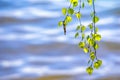 Budding birch leaves in the early spring on a background of water. Royalty Free Stock Photo