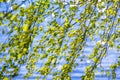 Budding birch leaves in the early spring on a background of water. Royalty Free Stock Photo
