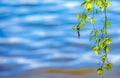 Budding birch leaves in the early spring on a background of water. Royalty Free Stock Photo