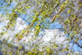 Budding birch leaves in the early spring Royalty Free Stock Photo