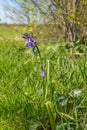 Budding and blooming Common Bluebell plant