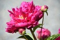 Budding and Blooming Dark Pink Peony Flowers