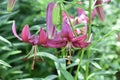 Budding and Blooming Oriental Lilies Flowering in a Garden