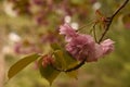 Springtime with Flowering Cherry Blossoms Budding and Blooming Royalty Free Stock Photo