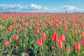 Budding and blooming red tulips on a large Dutch field Royalty Free Stock Photo