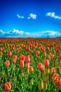 Budding and blooming red tulips on a large Dutch field Royalty Free Stock Photo