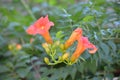 Budding and Blooming Trumpet Vine Flowers in a Garden Royalty Free Stock Photo