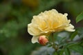 Budding and Blooming Yellow Rose on a Bush Royalty Free Stock Photo