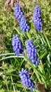 Budding Blue Bell Flowers