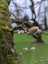 Budding Branch with Mossy Tree Bark Royalty Free Stock Photo
