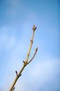 Budding branch of tree Royalty Free Stock Photo
