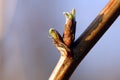 Budding bud with young leaves on a branch of spring tree Royalty Free Stock Photo