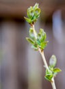 Budding bud with young leaves Royalty Free Stock Photo