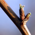 Budding bud with young leaves on a branch of spring tree Royalty Free Stock Photo