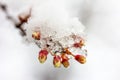 Budding buds on a branch of a plum tree in the snow, shallow depth of field.